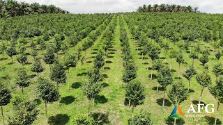 Agroforestry Group  Aquilaria Plantation in Malaysia [upl. by Rudich]