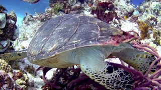 Hawksbill 3 [upl. by Janyte]