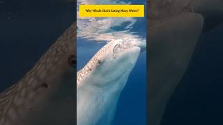 Why Whale Shark Eating Many Water promonster [upl. by Herminia]