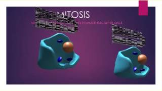 MITOSIS PRODUCES DIPLOID DAUGHTER CELLS [upl. by Shandeigh666]