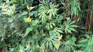 Fatsia Species in our garden [upl. by Airotahs]