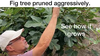 Fig tree pruning results See how it grows [upl. by Anair]