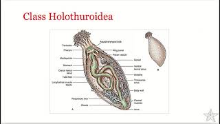 Phylum Echinodermata  Class Holothuroidea [upl. by Colt]