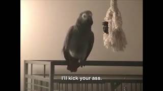 CURSING PARROTS [upl. by Schaefer]