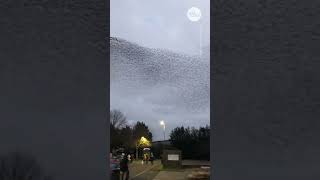 Mesmerizing murmuration of starlings flies across UK sky  USA TODAY Shorts [upl. by Dubois]