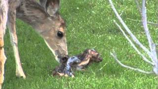 Mule Deer Birth [upl. by Munster270]