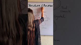 How to draw structure of Amoeba easily  Unicellular Amoeba shorts amoeba youtube shortsfeed [upl. by Corvese]