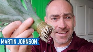 How to Grow a Pineapple at Home THE EASY WAY [upl. by Cathey699]