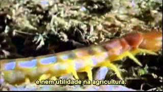 A EVOLUÇÃO DA HUMANIDADE part 13 NatGeo [upl. by Assirolc]