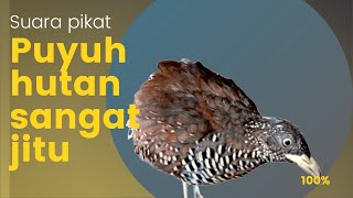 suara pikat burung puyuh mp3 [upl. by Allenaj]