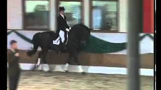 Hohenstein Trakehner stallion by Caprimond x Matador [upl. by Lamb383]