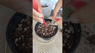 growing baby plant from mother plant cactisucculentreview succulent cactus plants cactilove [upl. by Athalee]