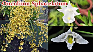 Oncidium Sphacelatum Dendrobium Espécie Auriculatum e mais Promoções [upl. by Mateya465]