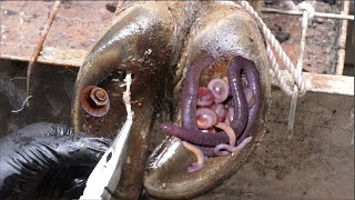 The SHOCKING truth about cutting and trimming cow hooves removing screws stuck in hooves [upl. by Llegna]