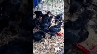 Jersey Giant month old chicks with wool hen [upl. by Jeanna]