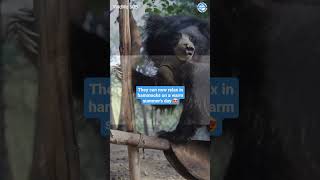 Sloth Bears Were Brutally Abused in India [upl. by Yenahc]