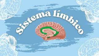 Brodmann Areas Cytoarchitecture and Limbic system [upl. by Dag300]