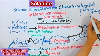 SolanineAlkaloidsBiochemistryBSc and MSc topics biochemistry [upl. by Juliane]