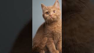 Discover the Rarest British Shorthair Cat Colors [upl. by Hluchy]