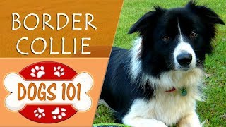 Dogs 101  BORDER COLLIE  Top Dog Facts About the BORDER COLLIE [upl. by Aitercul]