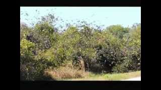 Murmuration of Tree Swallows [upl. by Rebmyt558]