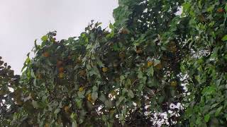 The Wild Jack Fruit of Kerala Anikkavila Anjili Chakka Artocarpus hirsutus [upl. by Enyad]