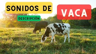 Sonidos de vaca y descripción 🐄 Sonido vaca mugiendo los sonidos de la vaca 🐄 🔈 [upl. by Phoebe]