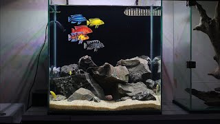 ASMR African Cichlids Tank Setup  LAKE MALAWI BIOTOPE African Cichlid Aquarium [upl. by Mosenthal]