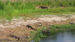 Wild Horse Unafraid of Basking Alligators [upl. by Esten]