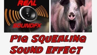 PIG squealing sound effect  realsoundFX [upl. by Issor]