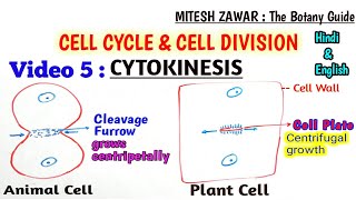 Cytokinesis in Cell Cycle  Cytokinesis in Animal Cell Vs Cytokinesis in Plant Cell Hindi amp English [upl. by Alistair584]