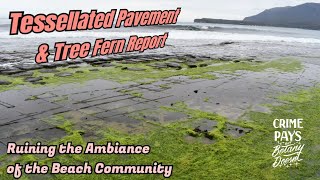 Tree Ferns amp Tessellated Pavement Ruining the Beach Community [upl. by Eastlake110]