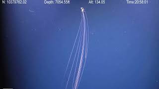 Magnapinna BigFin Squid Attacking  Deep Ocean ROV Footage [upl. by Cotterell]