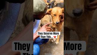 Do RESCUE Dogs Really Get the Love They Deserve rescuedogs abandoneddogs [upl. by Ellednek]