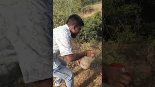 Russells viper snake dangerous 🐍 snakevideo shortvideo 2024 [upl. by Yordan]