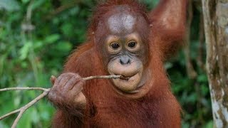 Orangutan  Man Of The Forest HD [upl. by Oicneconi]