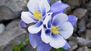 Colorado Columbine Flowers  The beautiful flower models [upl. by Brighton]