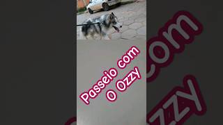 Passeio com o Ozzy [upl. by Judith129]