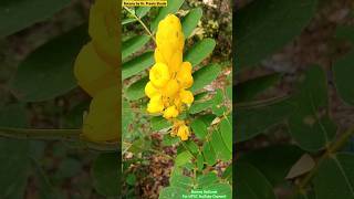 Senna alata  Fabaceae Family  Ornamental Plant  Ant Pollination inflorescence angiosperms [upl. by Nicol]