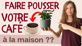 Peuton faire pousser du café à la maison [upl. by Recha]