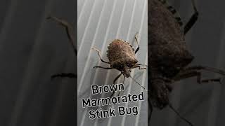 Brown Marmorated Stink Bug BMSBs invasive species [upl. by Heidt]