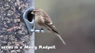 Blashford Lakes Woodland Hide Birds [upl. by Innaig]