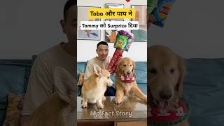 🐕Tommy को मिला Surprise  mini wood toy  woodworking art skill  hand crafts shorts pets [upl. by Einahpets]