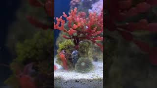 Rhodactis mushroom coral turning inside out after eating mysis shrimp aquarium reeflife coralreef [upl. by Argyres85]