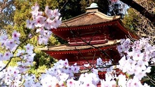 Zen Garden  Cherry Blossoms Mindfulness Relaxation amp Meditation  50 minutes [upl. by Ahsiner291]