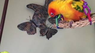 Sun Conure Playing  Very Cute [upl. by Aener]