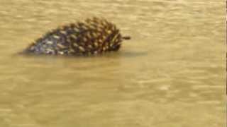 Echidna Swimming Murray River  March 2013 [upl. by Ingles]