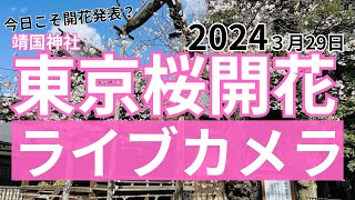 桜開花ライブカメラ東京で桜の開花発表／東京の標本木＠靖国神社 2024年3月29日金 [upl. by Mutua]