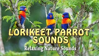 Lorikeet Parrot Sounds [upl. by Snell]