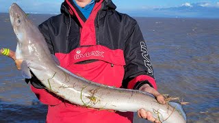 Sea Fishing Brean Down Bristol Channel  Rays and Conger [upl. by Lemay314]